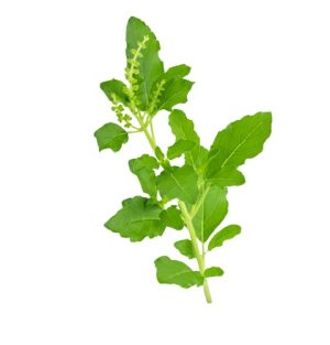 Tulsi Pulver Bio